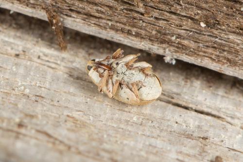 Réf. 244 982 : Sibinia sp.